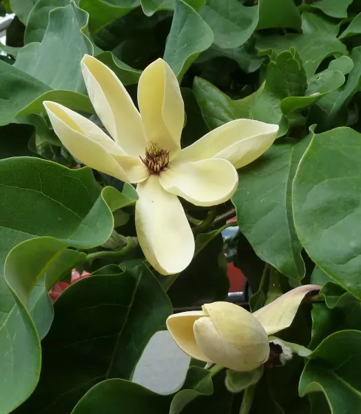 MAGNOLIA BROOKLYNEN. YELLOW BIRD 5L