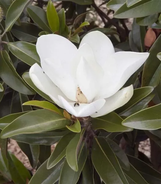 magnolia-grandiflora-alta-84161-1.webp