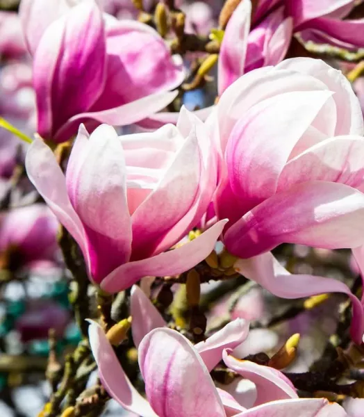 magnolia-soulangeana-copyright-7818432-2.webp