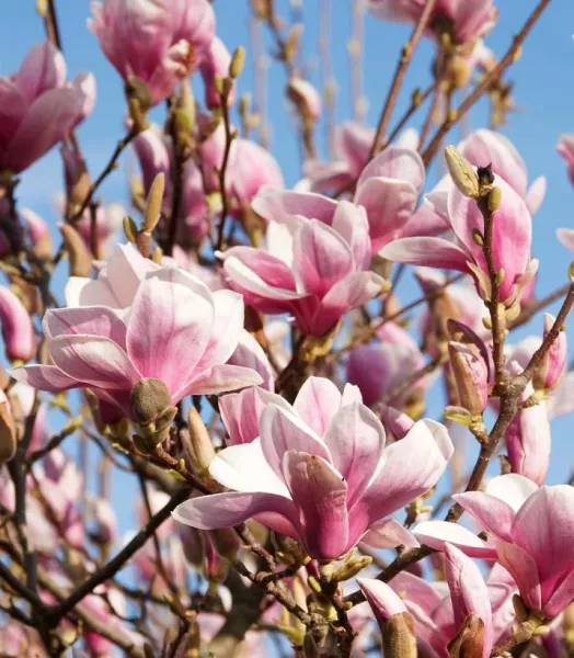 magnolia-soulangeana-copyright-7818432-7.webp