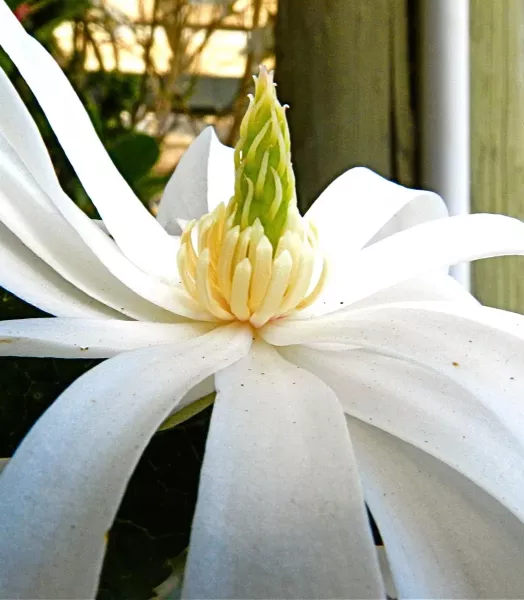 MAGNOLIA STELLATA ROYAL STAR 5L