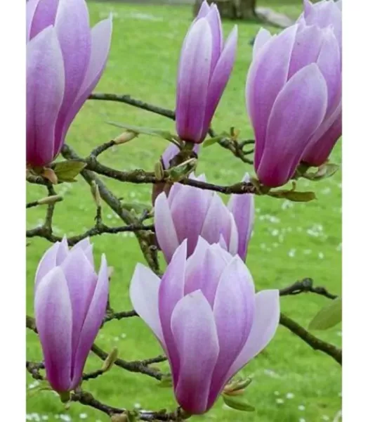 magnolia-x-soulangeana-andre-leroy-1007262-1.webp