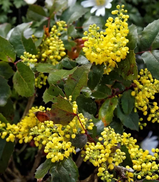 MAHONIA aquifolium 4L