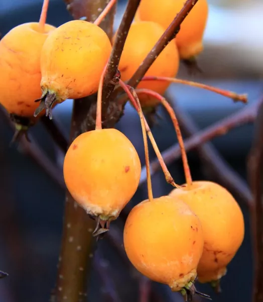 MALUS 'Comtesse de Paris' 7,5L