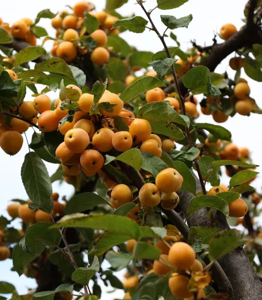 MALUS Robu. 'YELLOW SIBERIAN' 7,5L