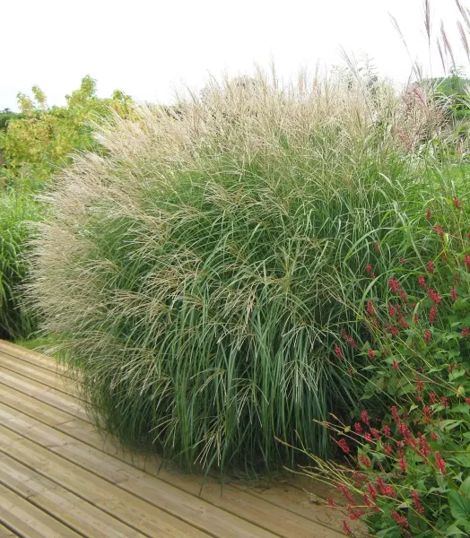 MISCANTHUS SINENSIS ADAGIO 4L