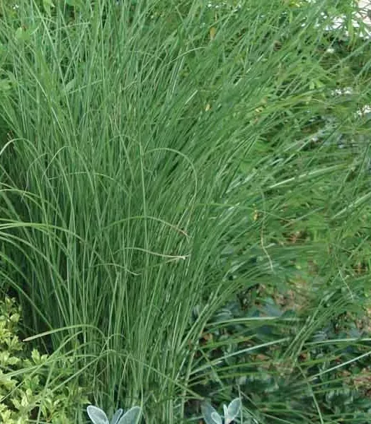 MISCANTHUS SINENSIS GRACILLIMUS 4L