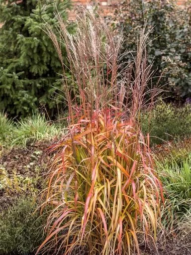 MISCANTHUS sinensis Navajo 4L