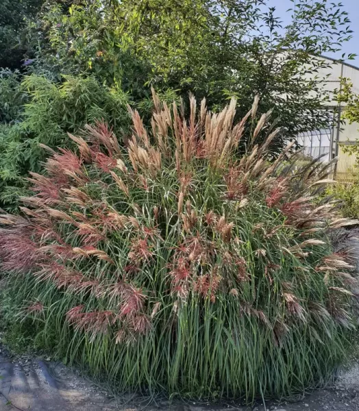 MISCANTHUS sinensis Red Chief 4L