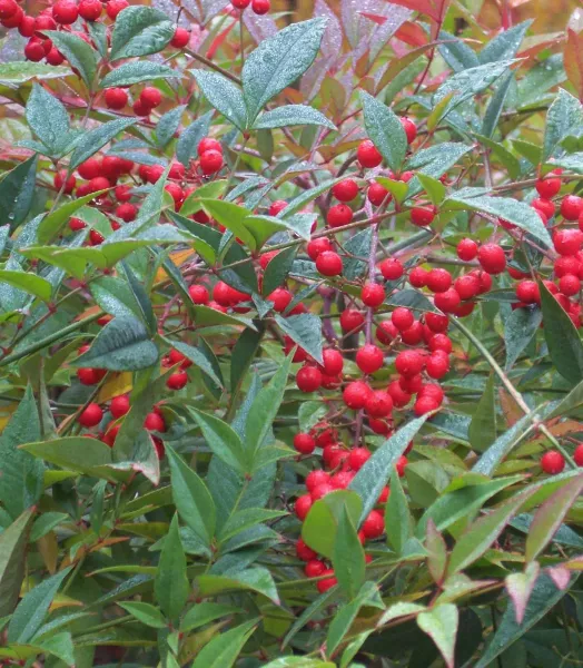 NANDINA DOMESTICA 4L