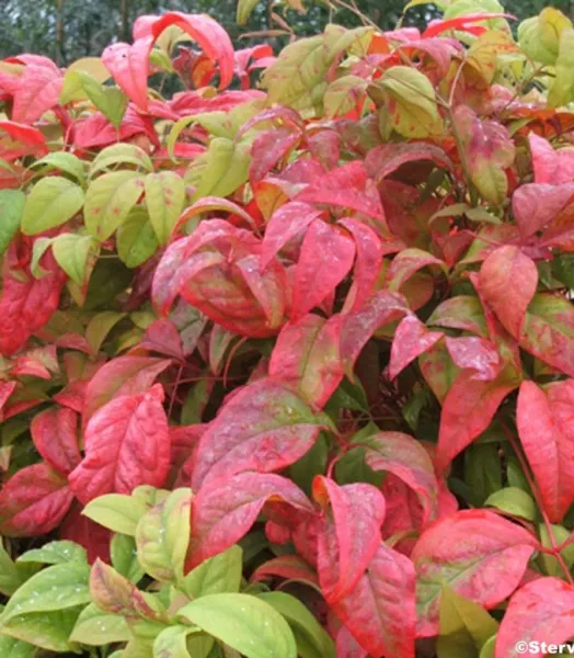 NANDINA DOMEST. FIREPOWER 4L