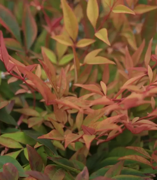 NANDINA DOMEST. GULF STREAM 4L