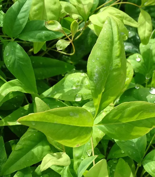 NANDINA DOMEST. WOODS DWARF 4L