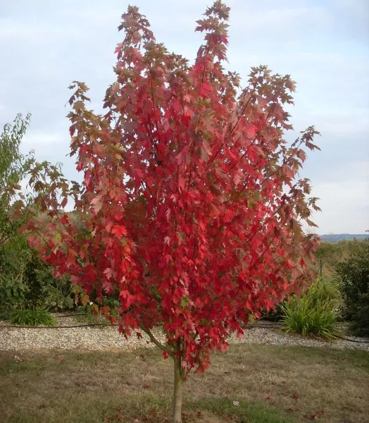 ob_b5c27a_acer-freemanii-automne-02.webp