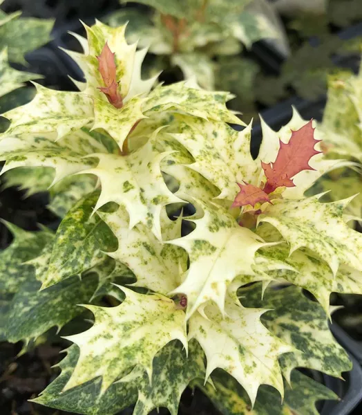 OSMANTHUS heterophyllus Tricolor 4L