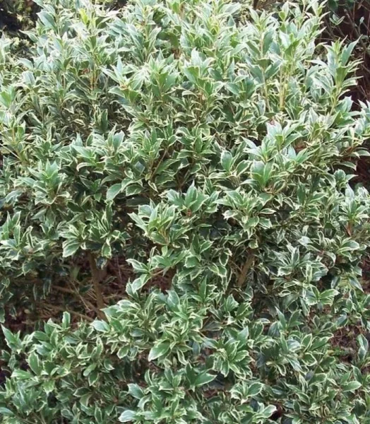 OSMANTHUS latifolia Variegata 4L