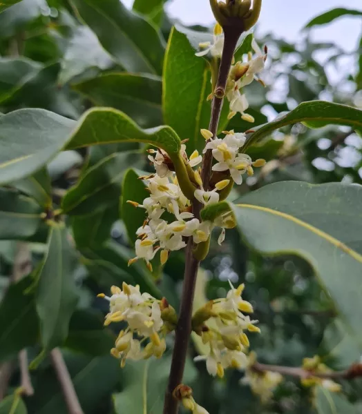 OSMANTHUS yunnanensis 4L