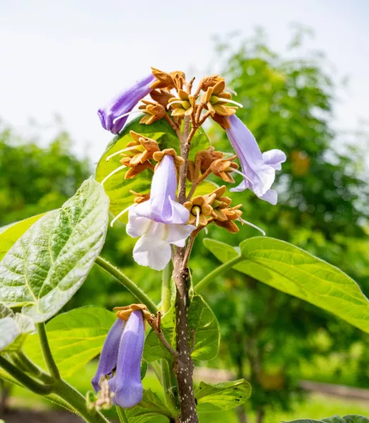 paulownia-tomentosa-s-flowers.webp