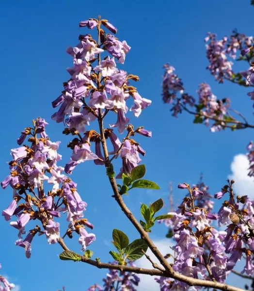 paulownia_tomentosa_bloem.webp