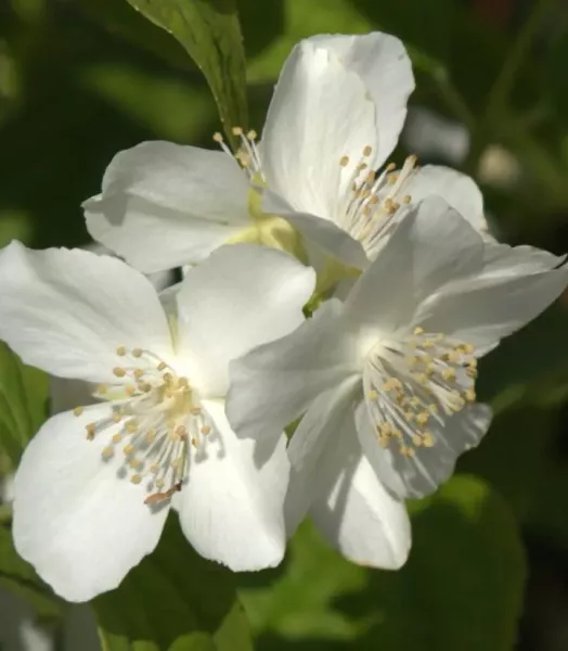 philadelphus-coronarius-en-pot-de-75l-7816112-1_1_2.webp