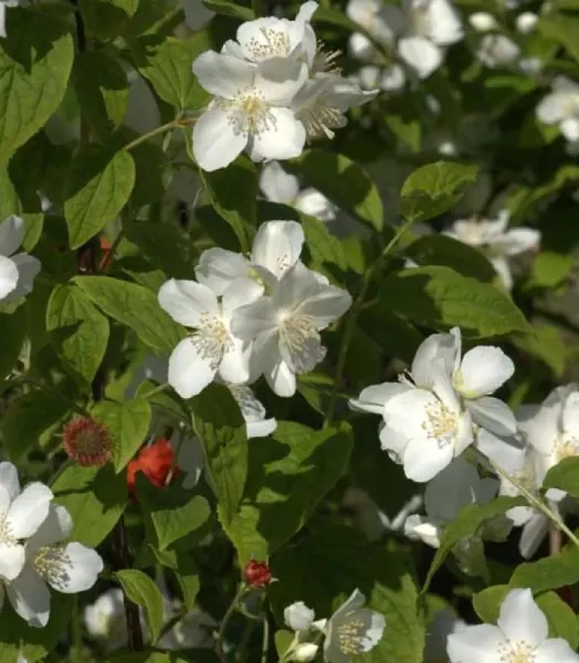 philadelphus-coronarius-en-pot-de-75l-7816112-3_1.webp