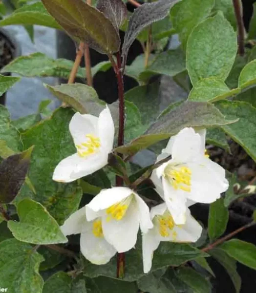 PHILADELPHUS X 'STARBRIGHT' 4L