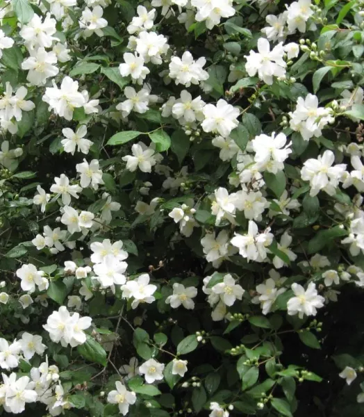 PHILADELPHUS 'VIRGINAL' 4L