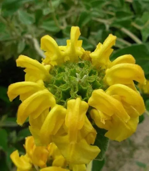 PHLOMIS fruticosa  4L