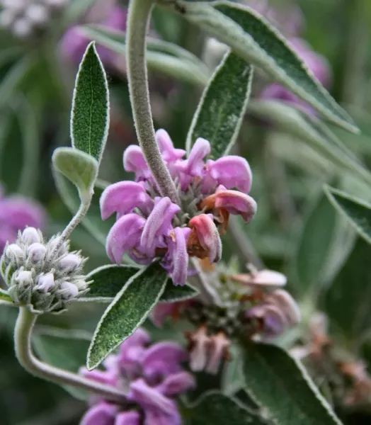 PHLOMIS purpurea 4L