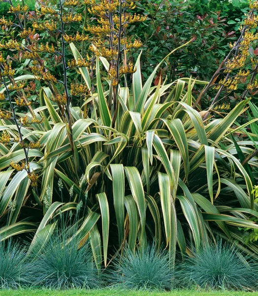 PHORMIUM tenax Aurea variegata 5L