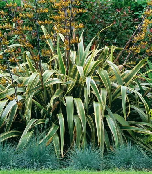 phormium-tenax-variegatum-81321-1_1_0.webp