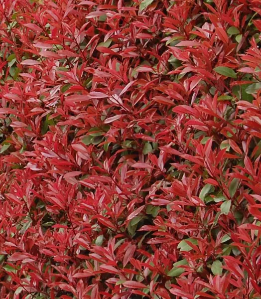 PHOTINIA FRASERI CARRÉ ROUGE 4L