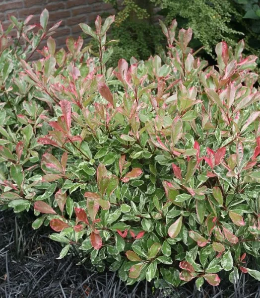 PHOTINIA FRASERI PINK MARBLE 4L