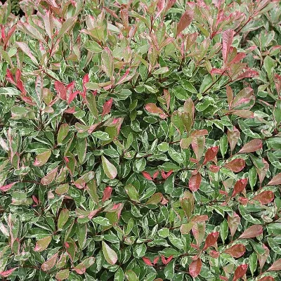 PHOTINIA FRASERI PINK MARBLE 4L