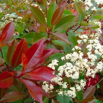 PHOTINIA FRASERI RED ROBIN 4L