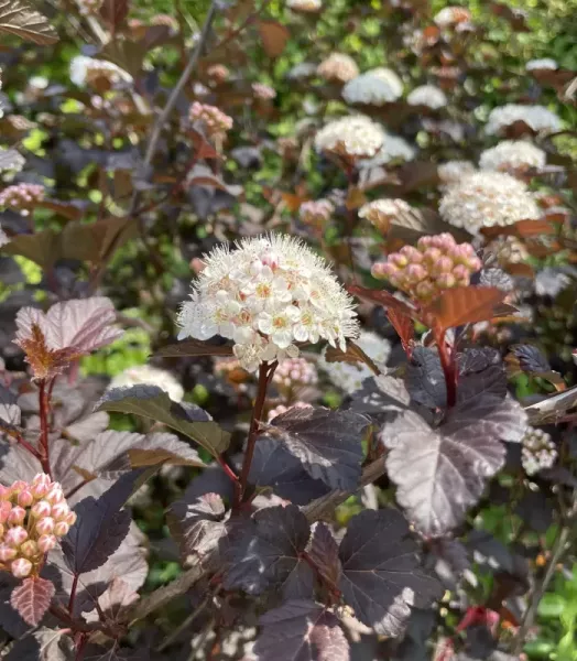 PHYSOCARPUS O. DIABLE D'OR 4L