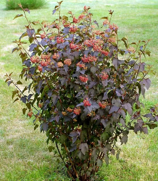 PHYSOCARPUS opulifolius Red Baron 4L