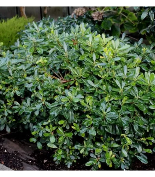 pittosporum-tobira-nana-1.webp