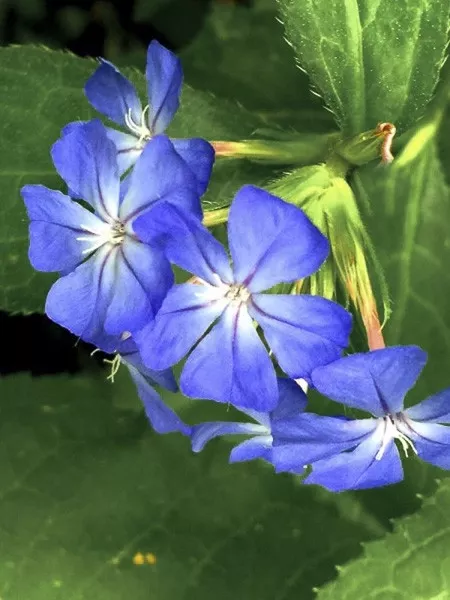 CERATOSTIGMA WILLMOT. FOREST BLUE 3L