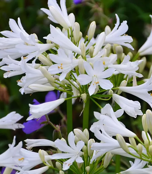 AGAPANTHUS PITCHOUNE WHITE 3L