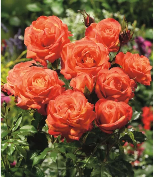 Rosier 'Orange sensation' 5L