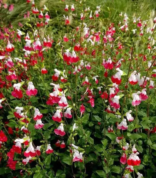 SALVIA micro. 'Hot Lips' 3L