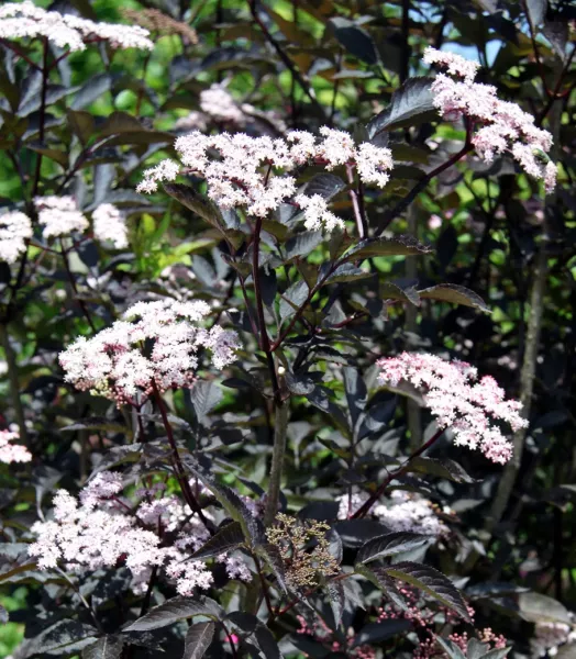 sambucus-nigra-black-beauty-copyright-78701-3.webp