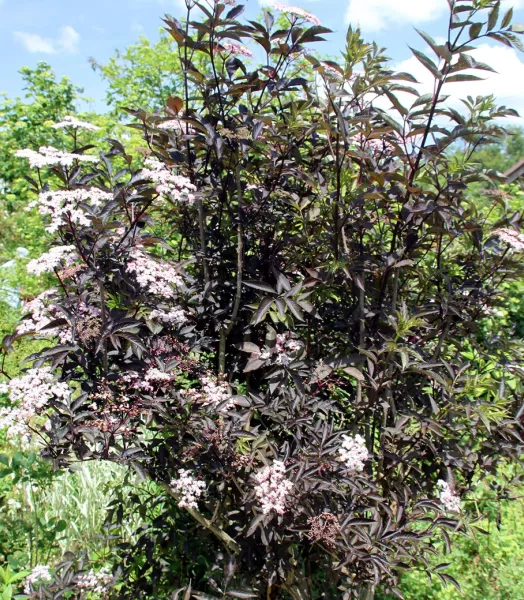 sambucus-nigra-black-beauty-copyright-78701-4.webp