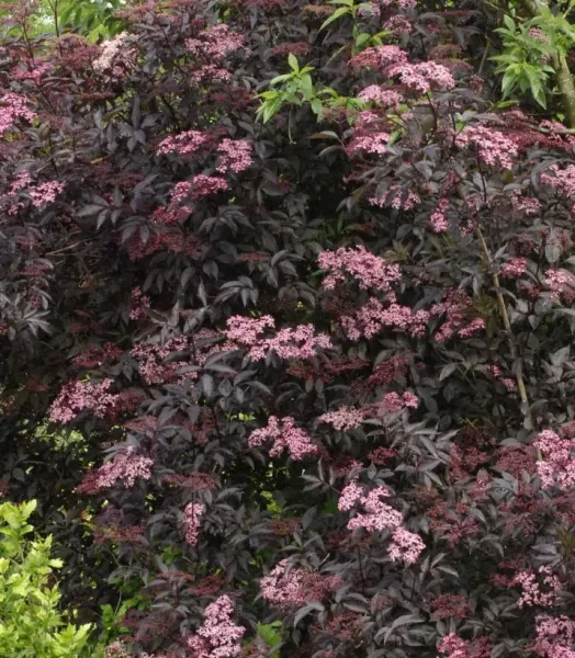 sambucus-nigra-black-beauty-gerda-7870-3.webp