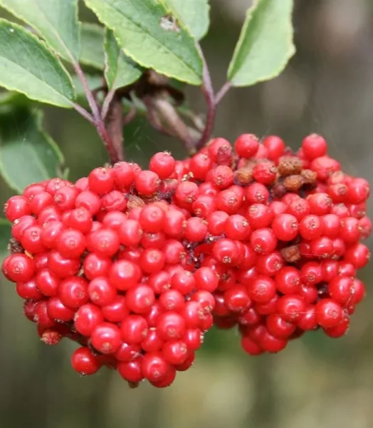 sambucus-racemosa-89447-fr.webp