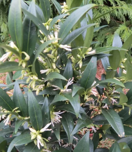 sarcococca-dragon-s-gate.webp