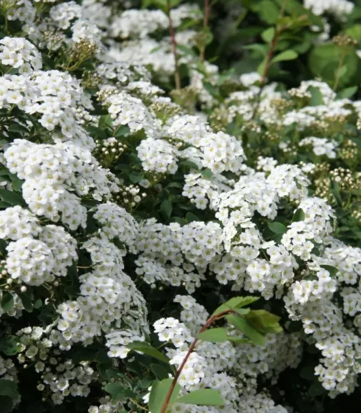 SPIRAEA 'Arguta' 4L