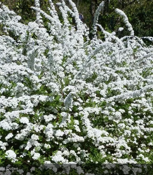 SPIRAEA ARGUTA 4L