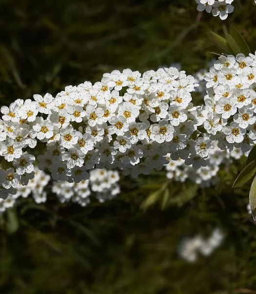 spiraea-cinerea-grefsheim-781822-2.webp